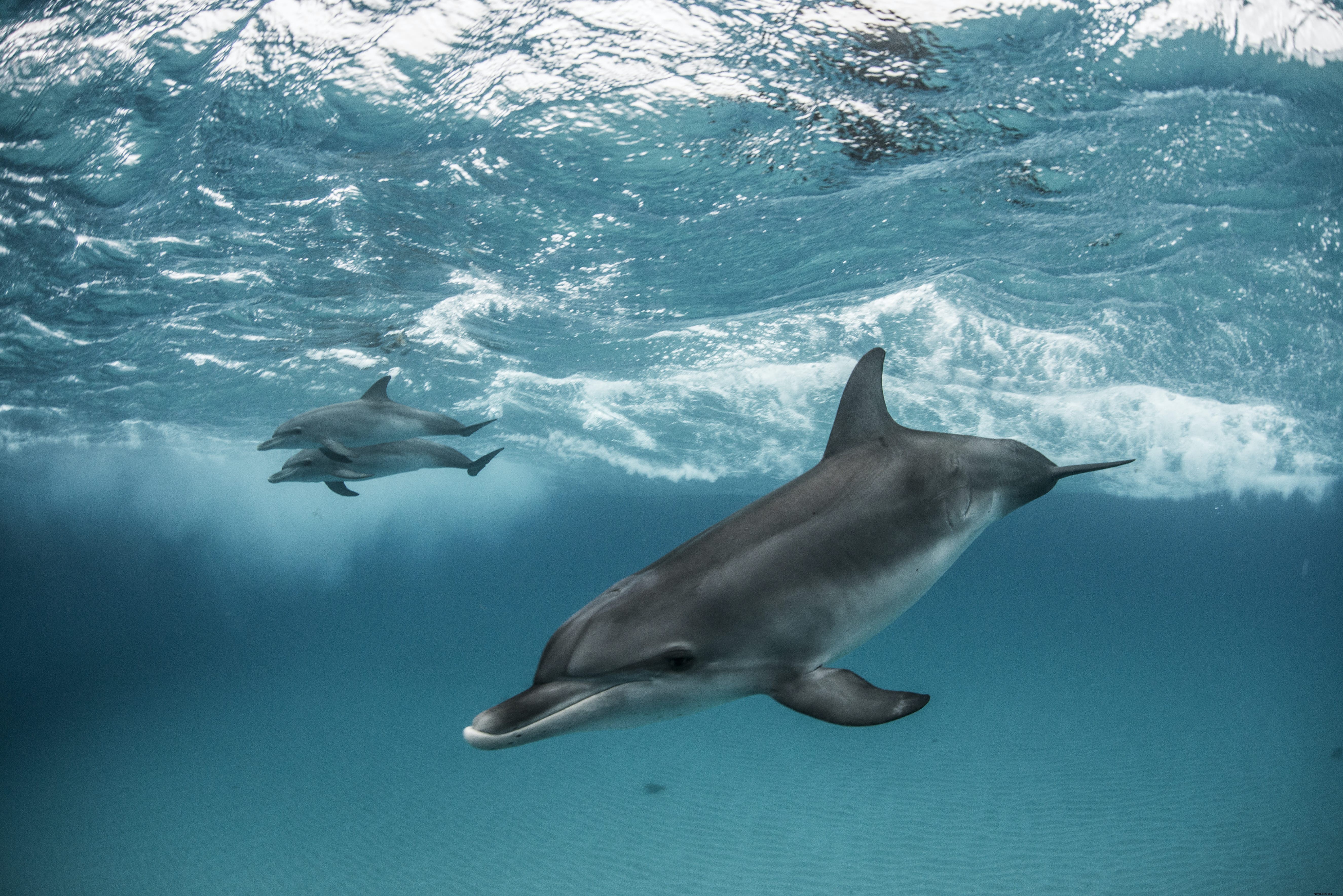 La Maison des Dauphins
