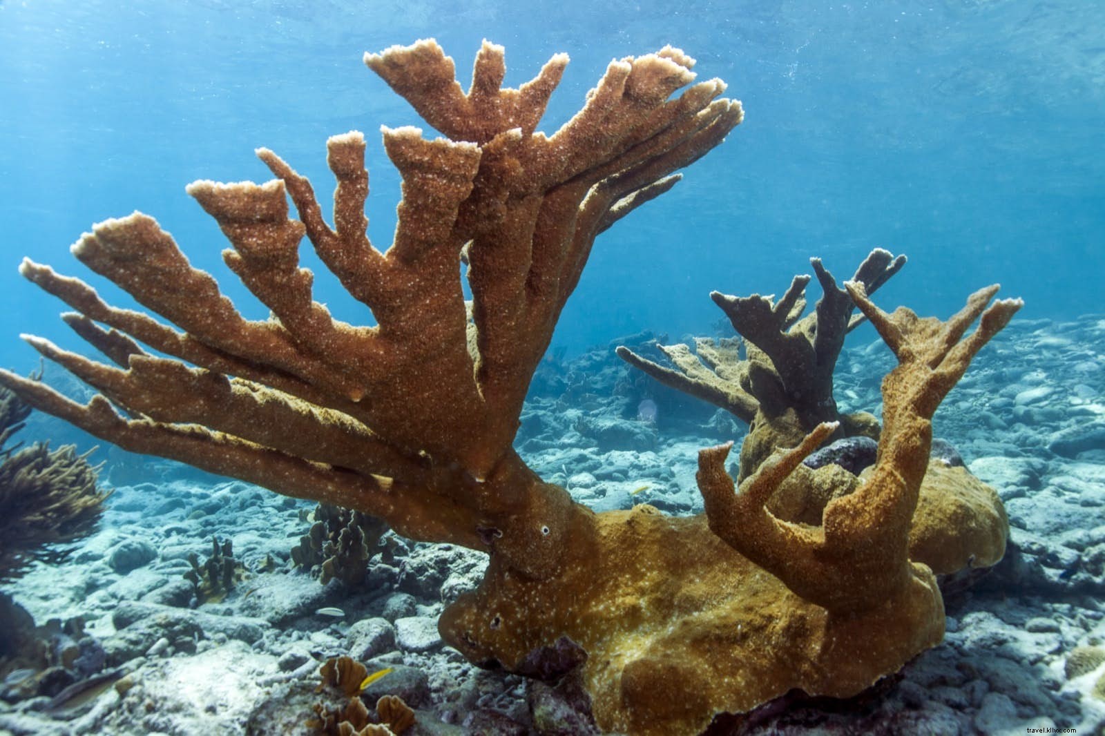 Parc marin national de Bonaire