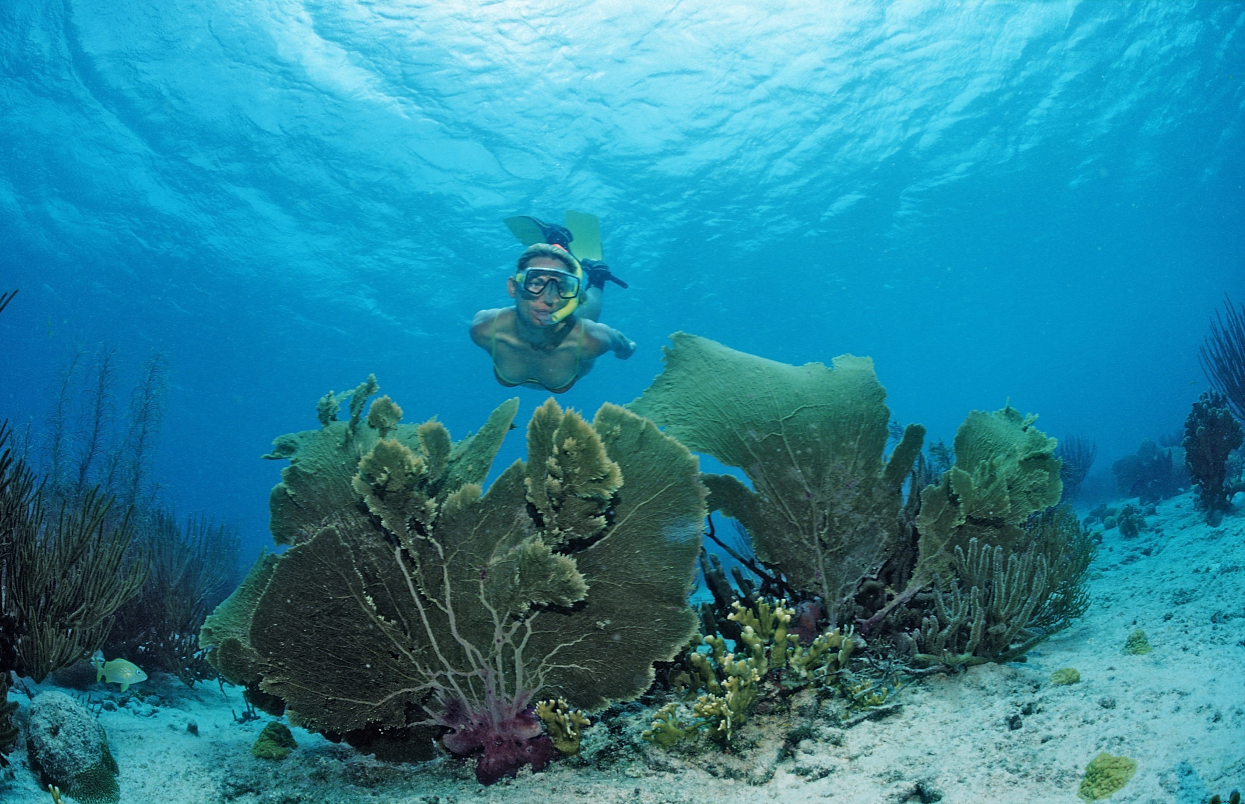 Réserve Cousteau