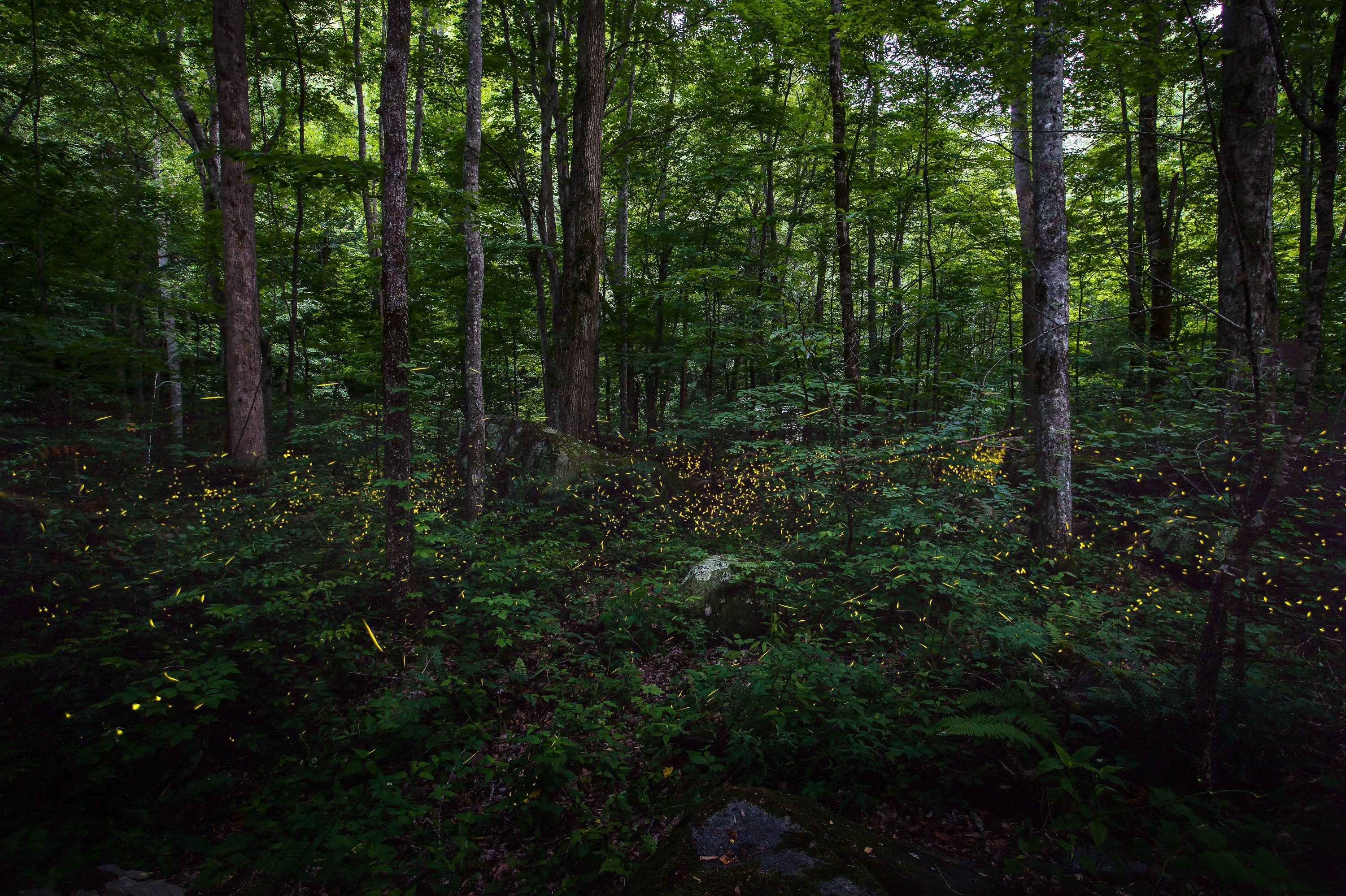 Parc national des Great Smoky Mountains