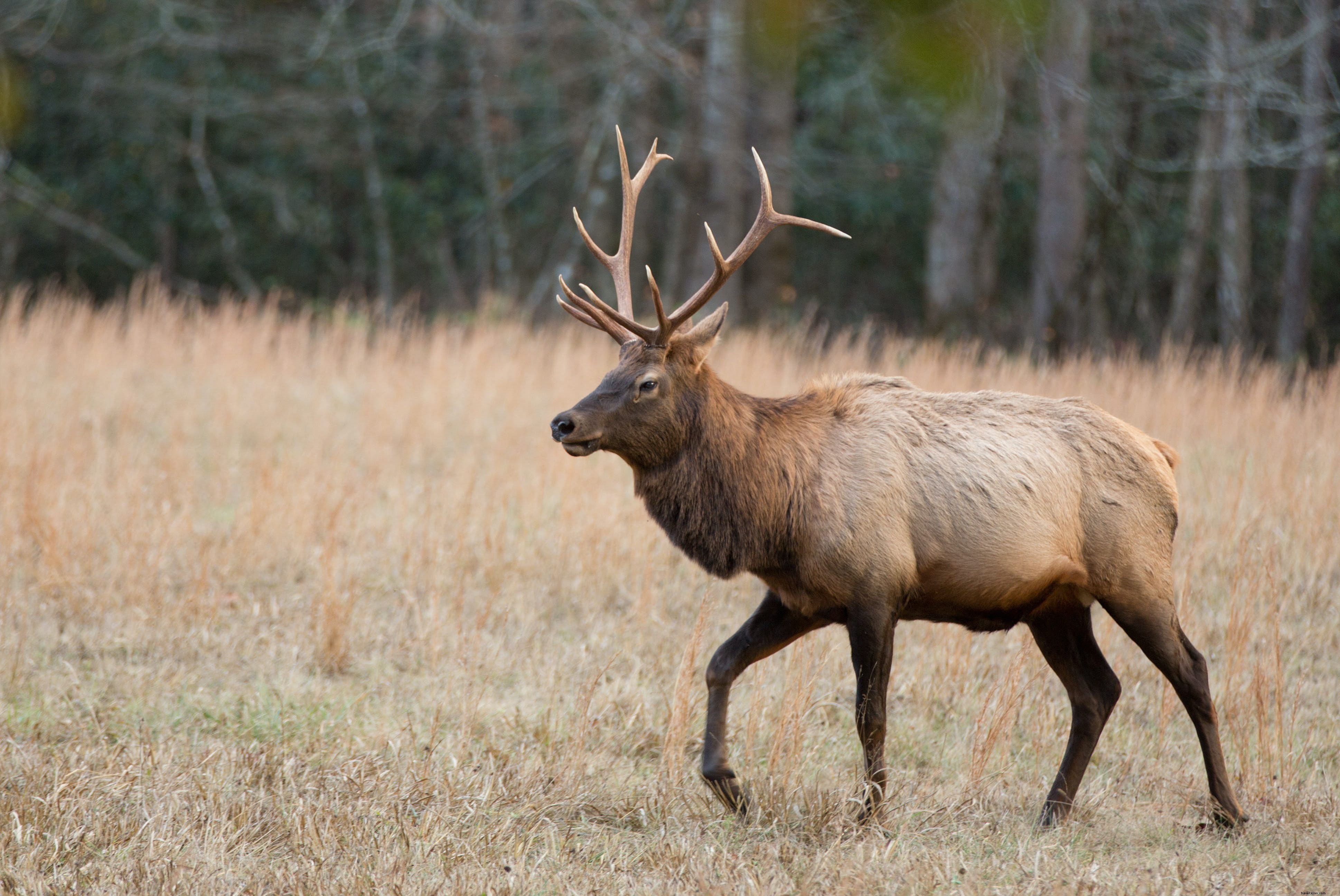 Parc national des Great Smoky Mountains