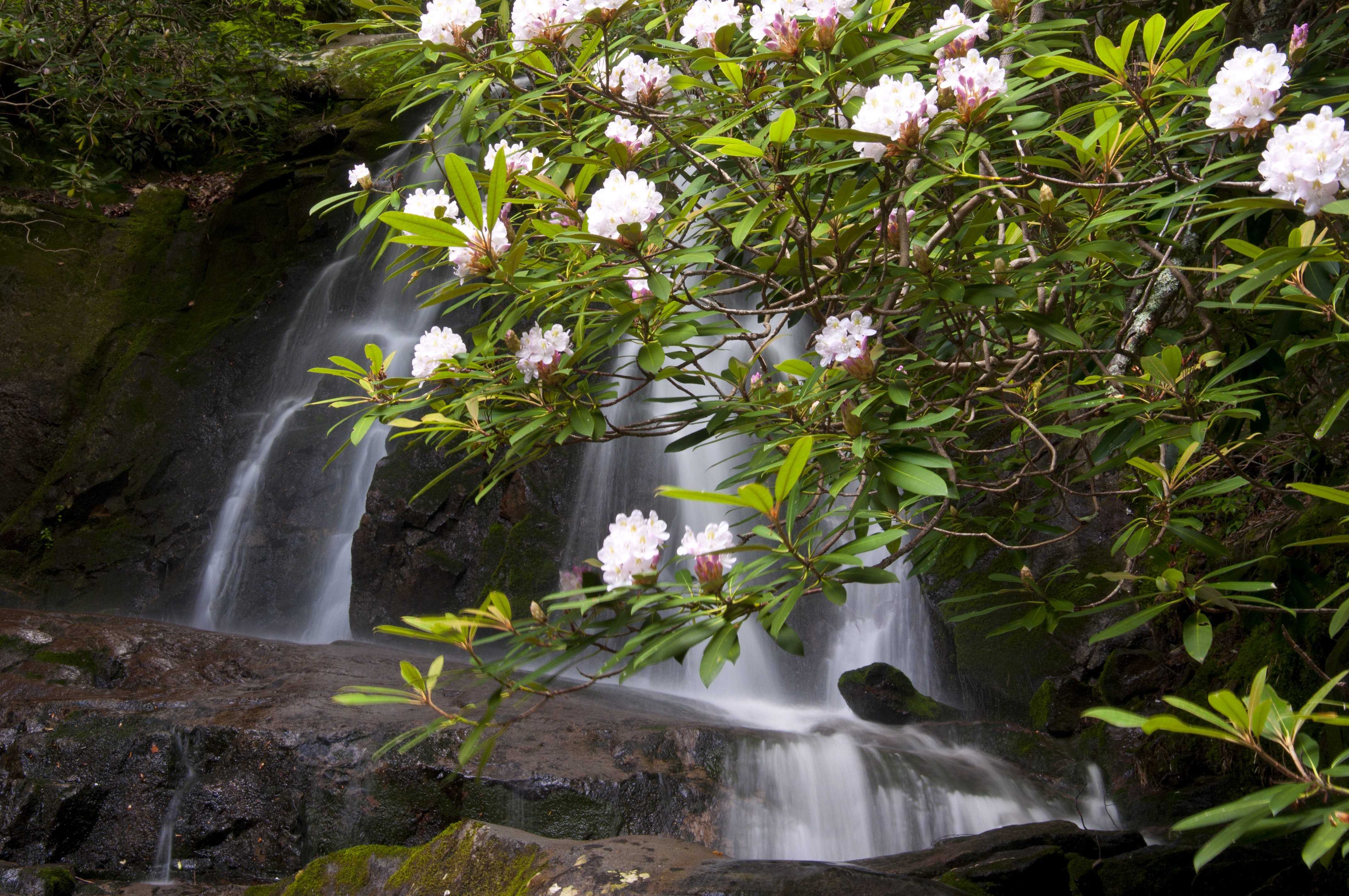 Parc national des Great Smoky Mountains