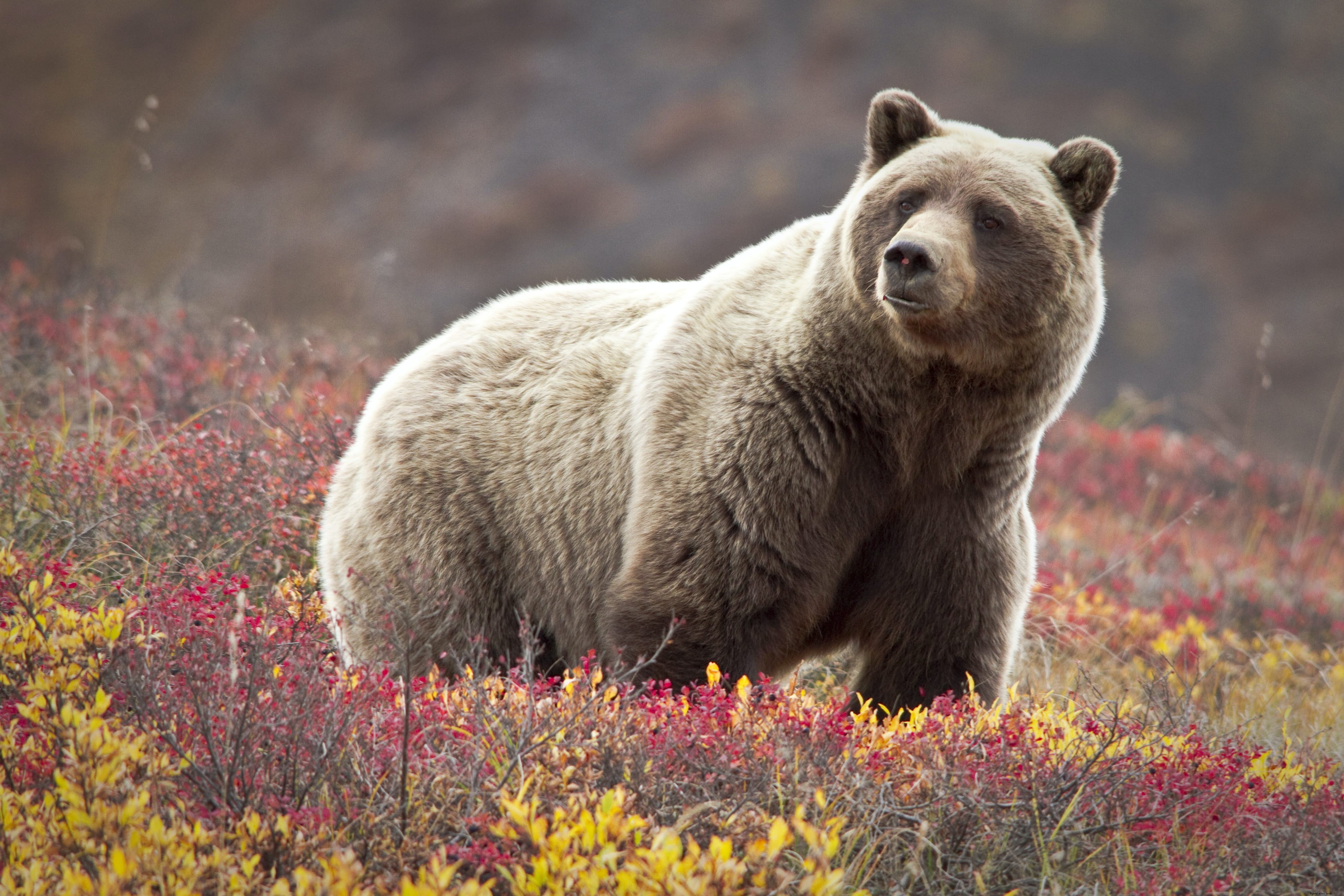 Parc national et réserve de Denali, Alaska