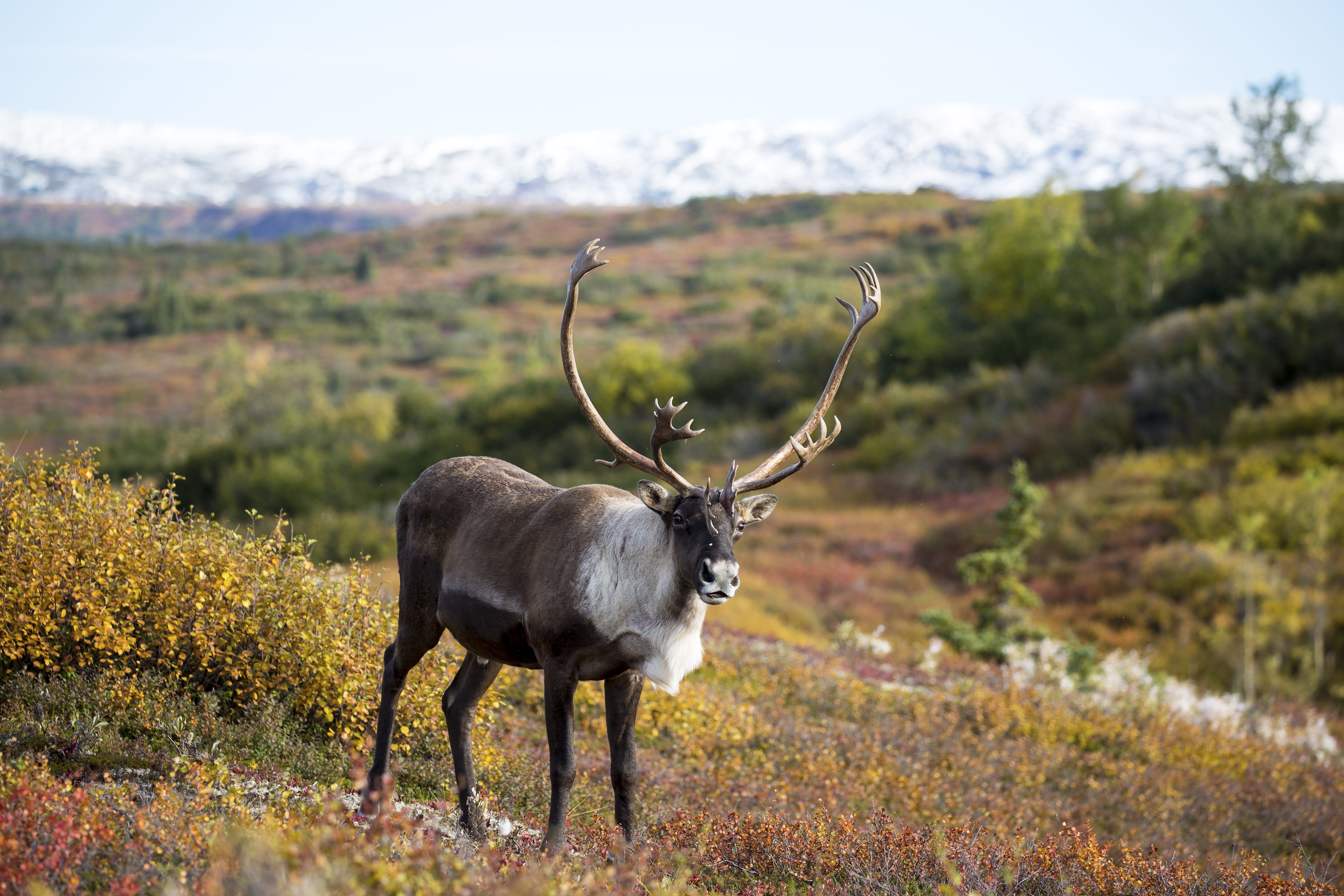Parc national et réserve de Denali, Alaska