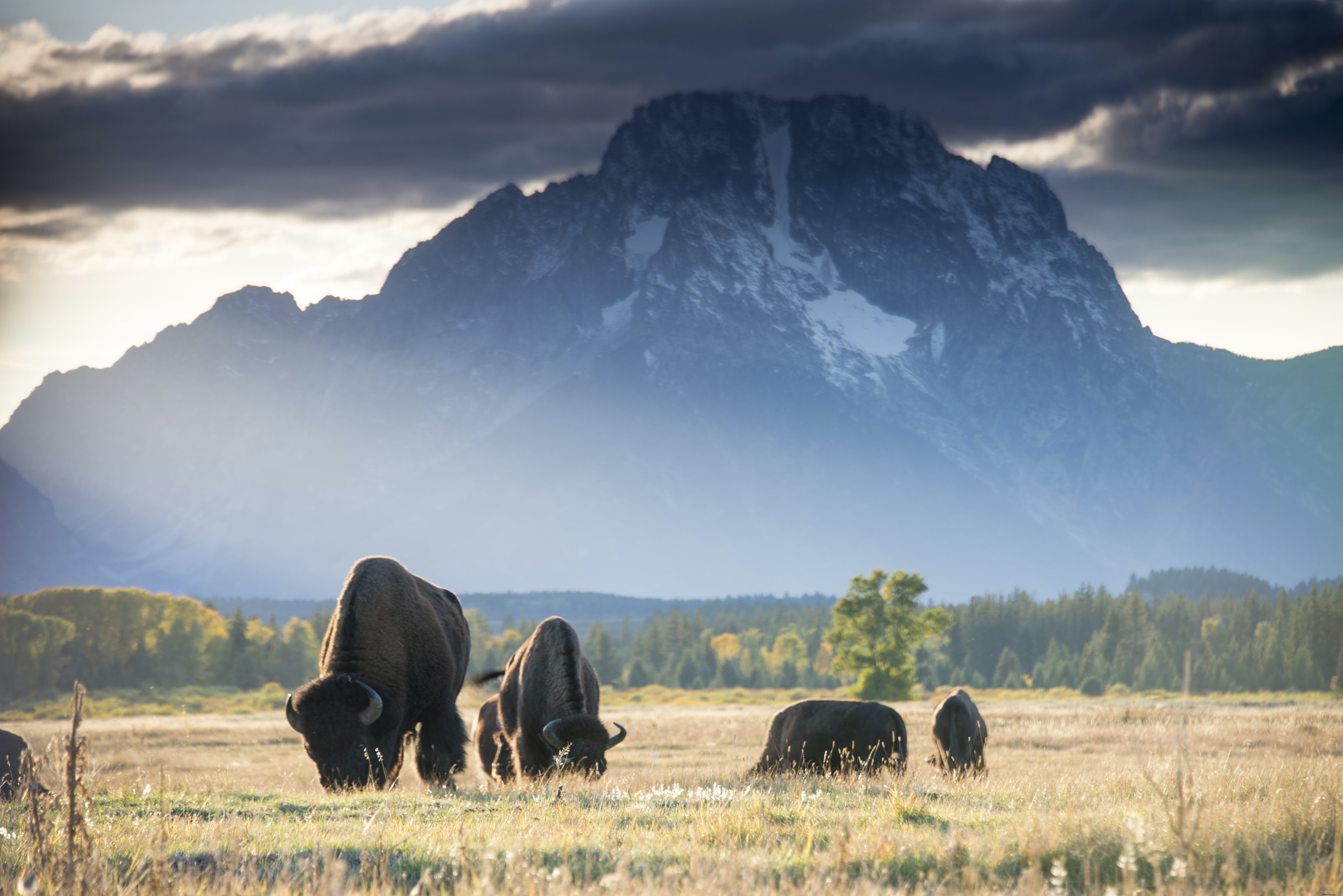 Parc national de Grand Teton – Guide complet