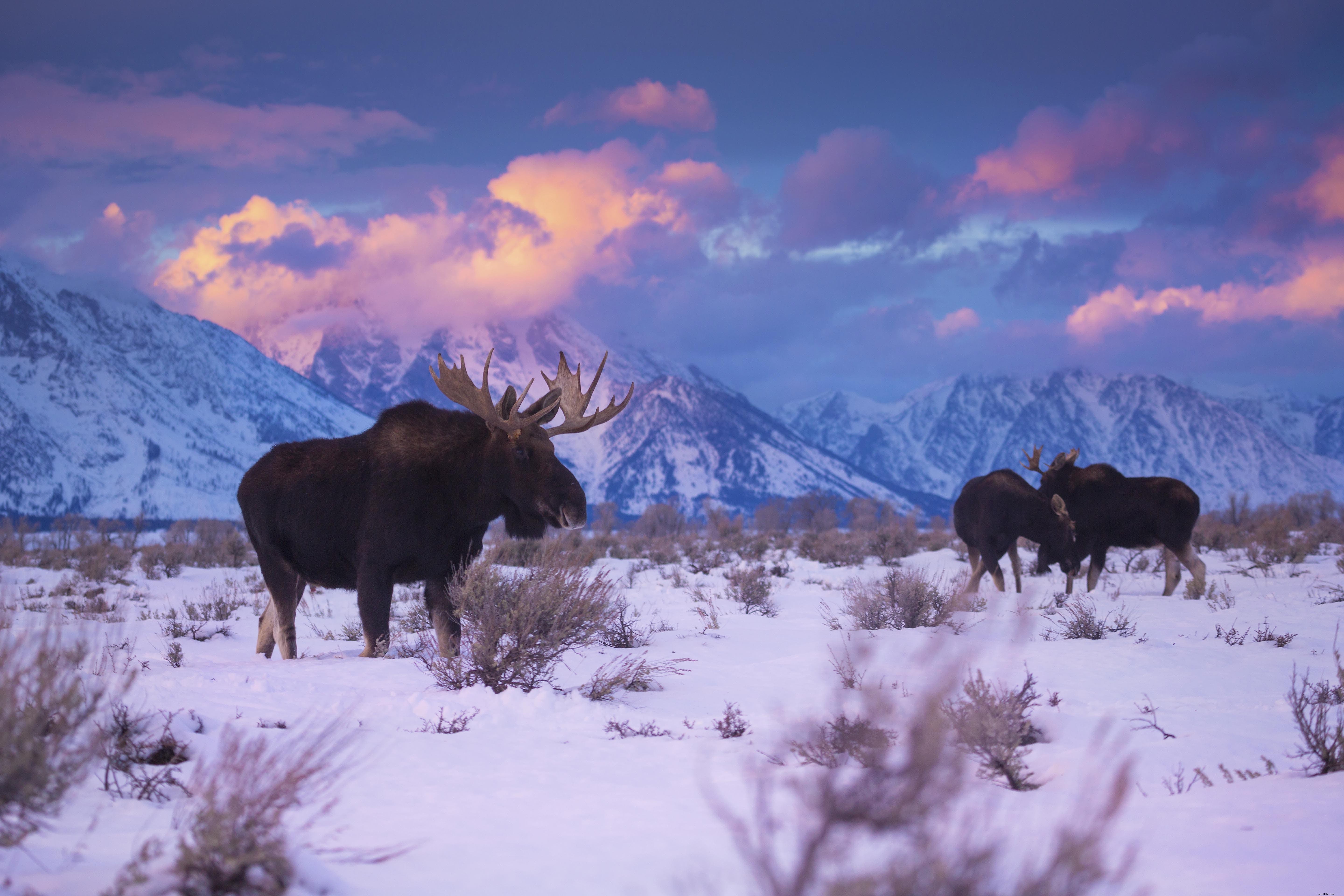 Parc national de Grand Teton – Guide complet