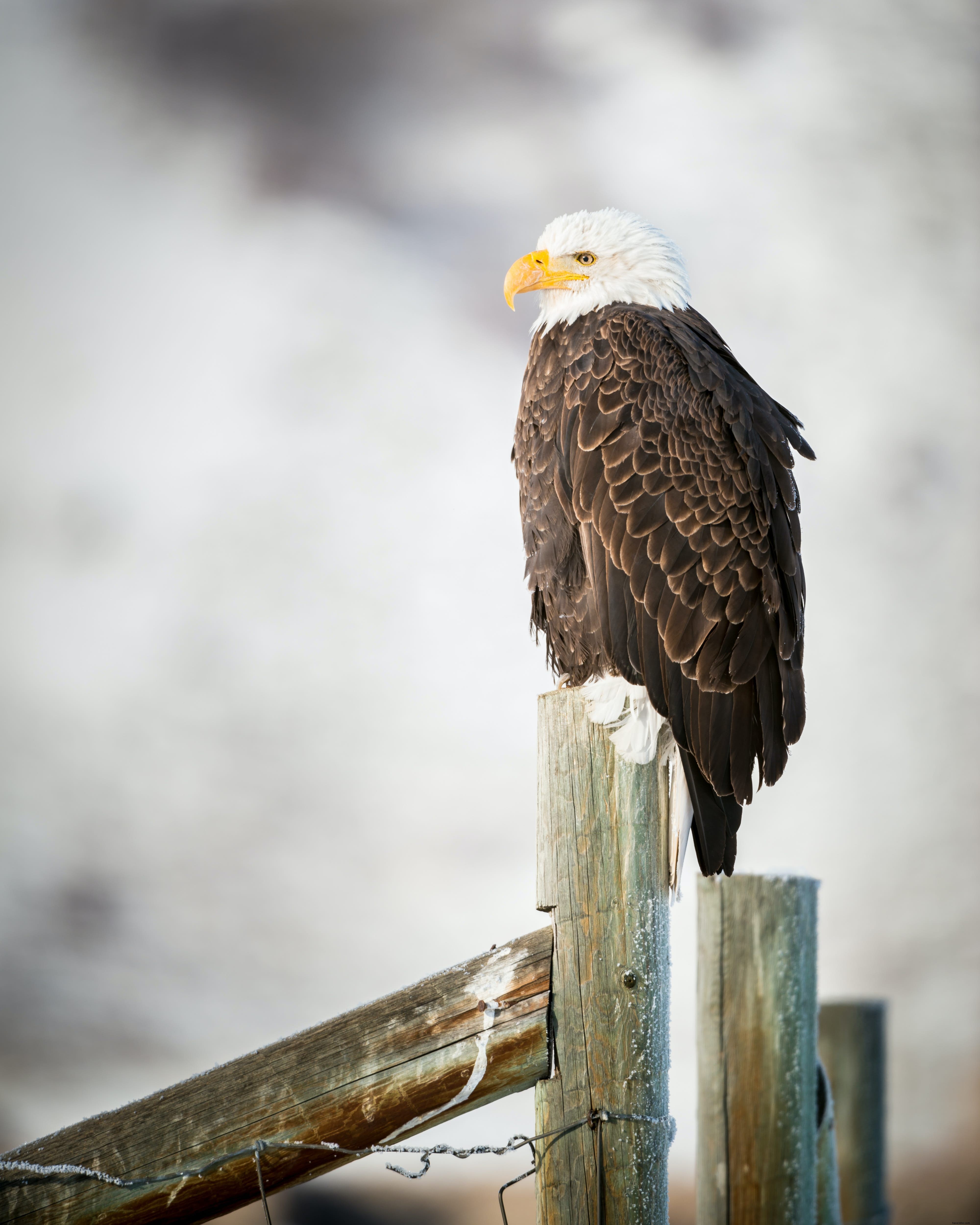 Parc national de Grand Teton – Guide complet
