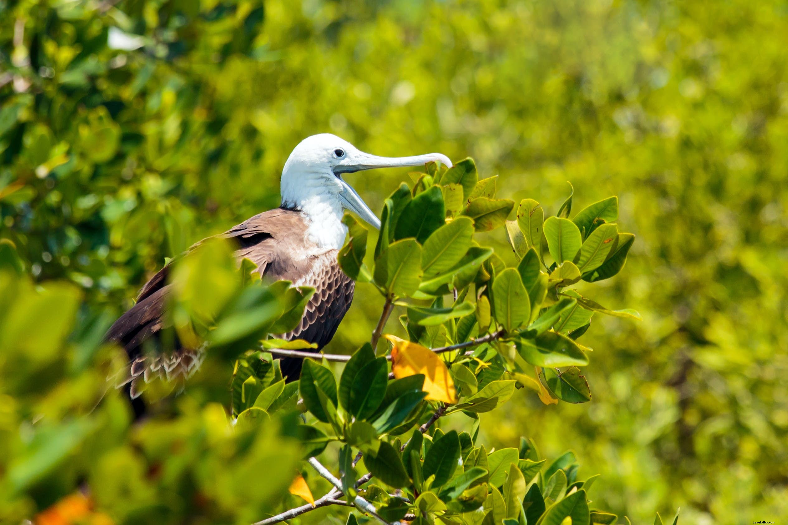 Parc national de l île Contoy