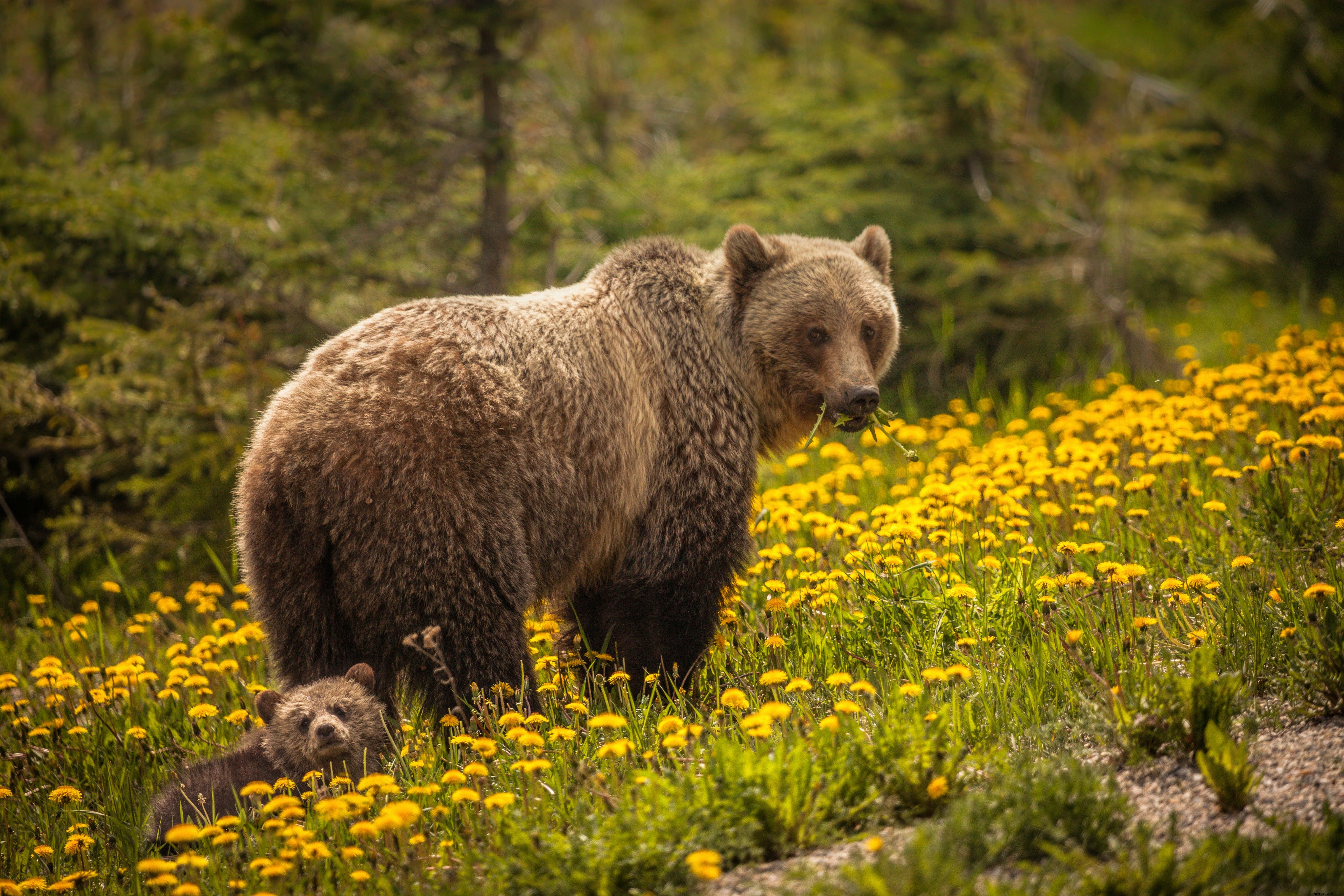 Parc national de Banff