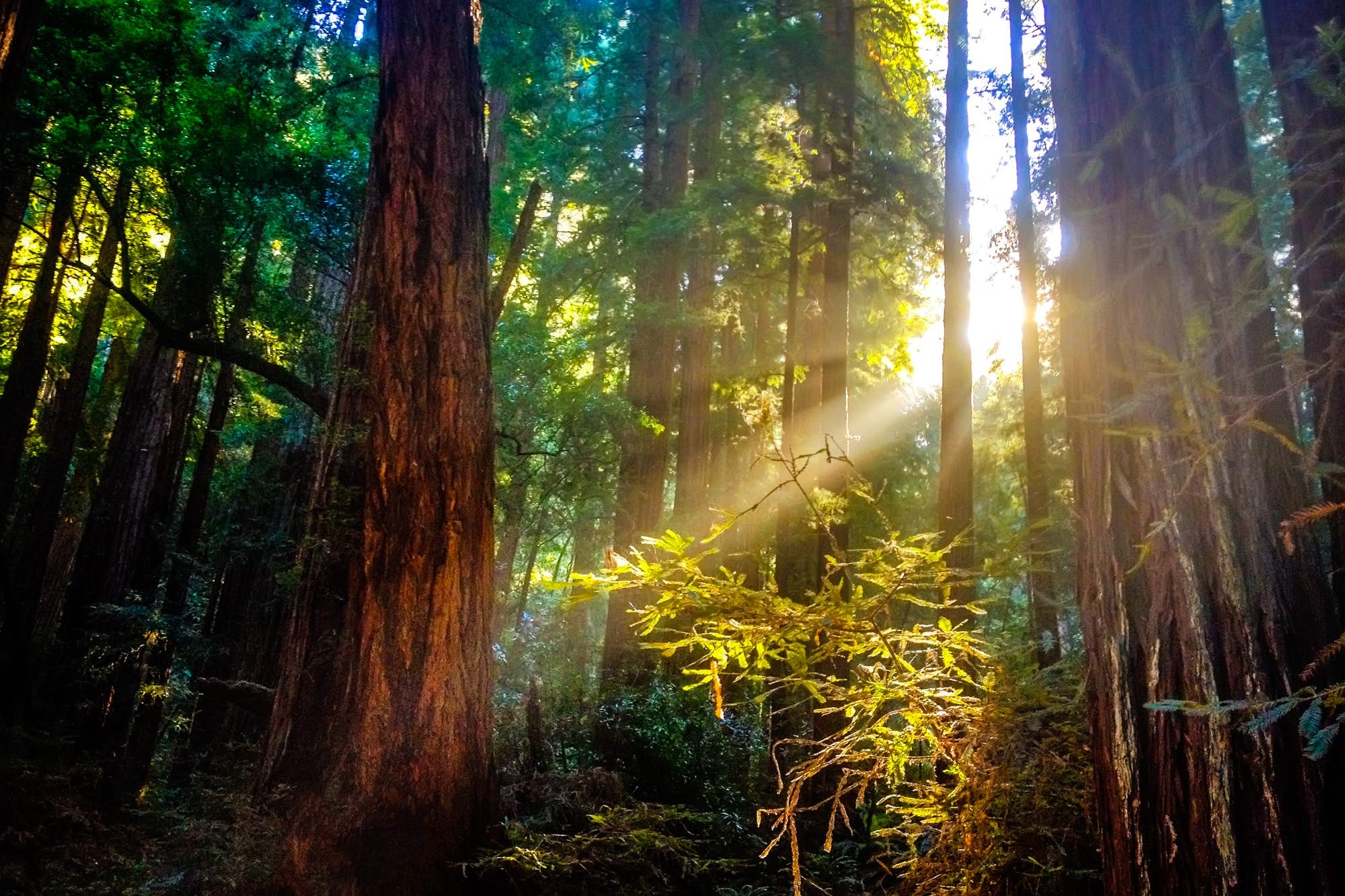 Monument national de Muir Woods, Californie