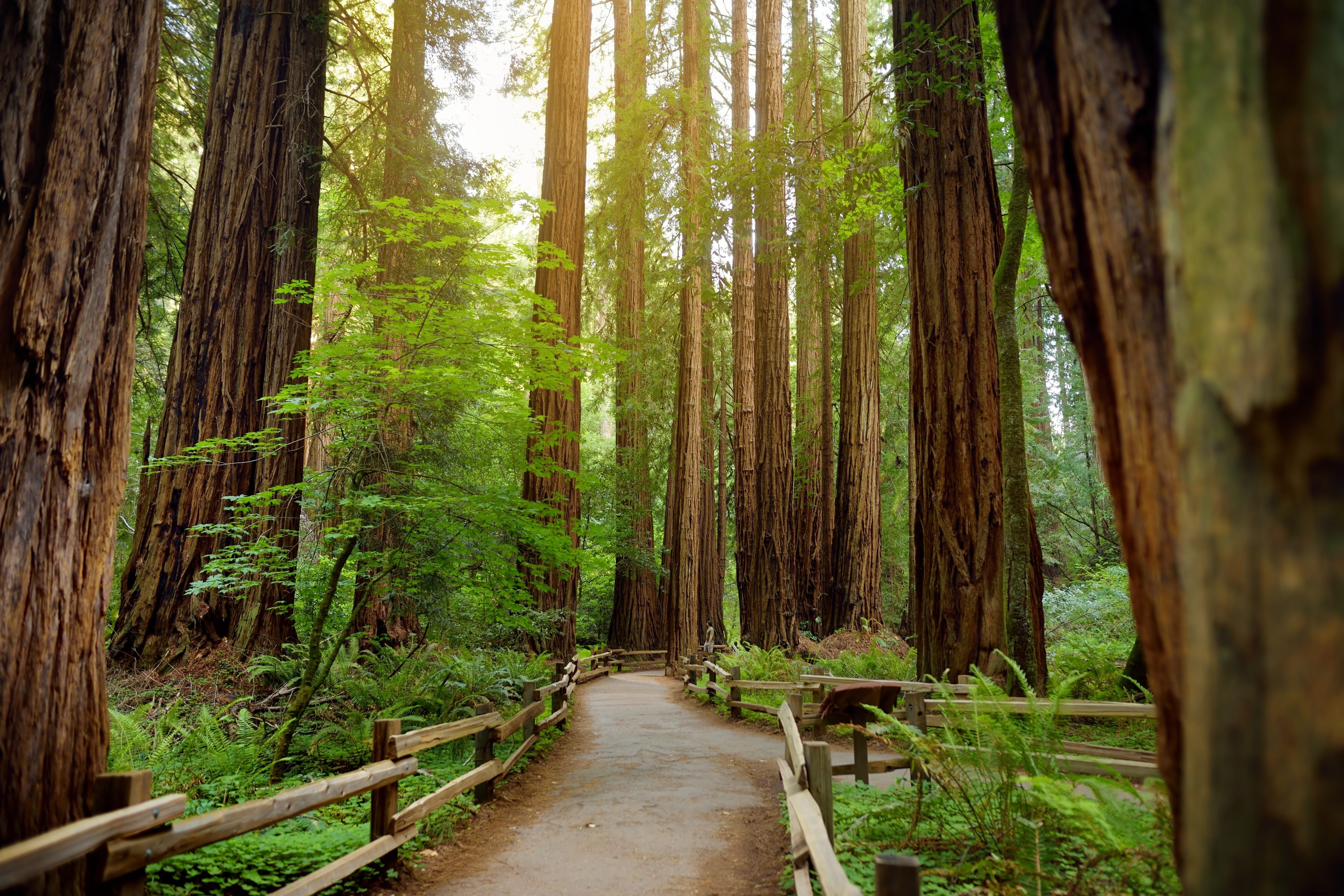 Monument national de Muir Woods, Californie
