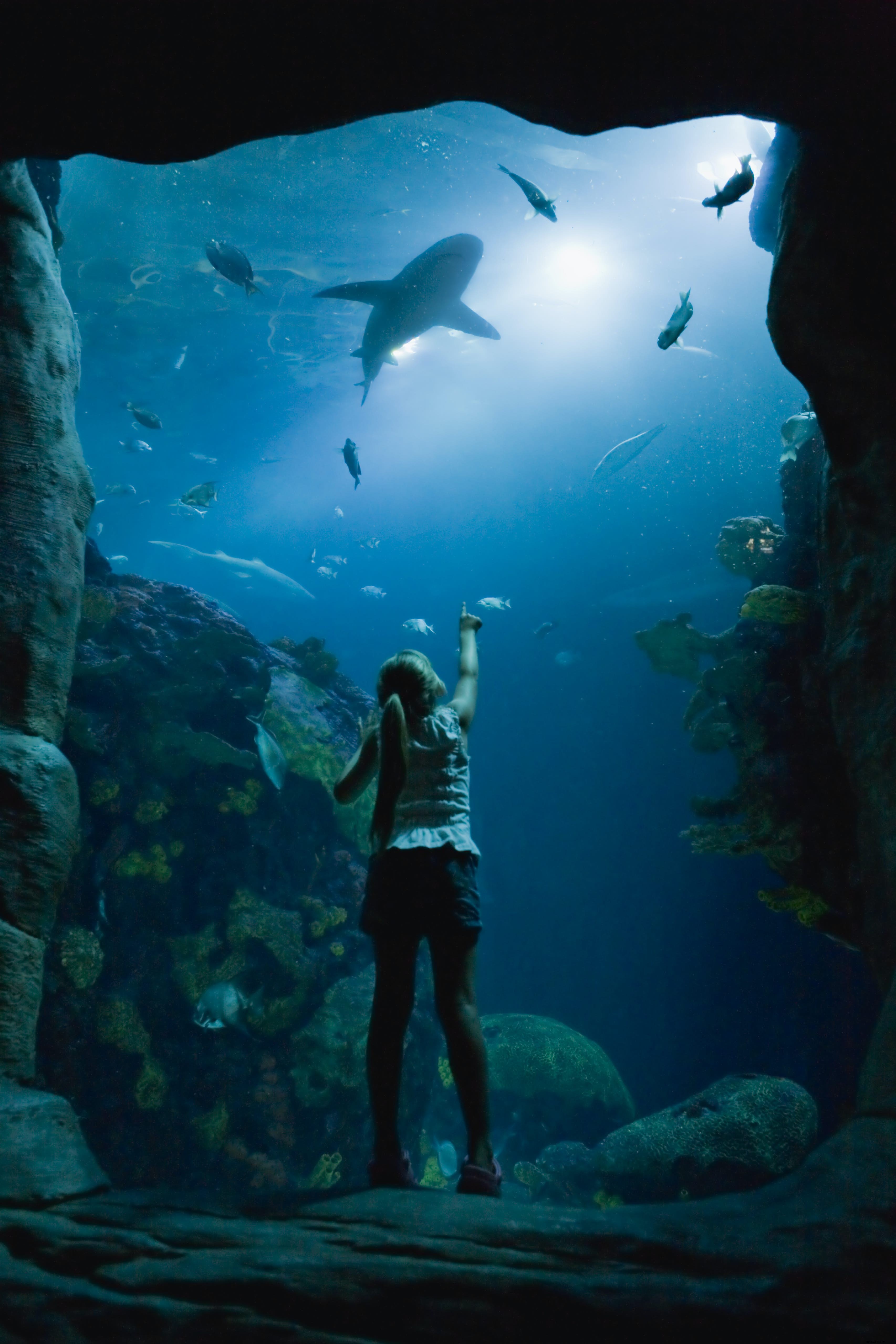 Aquarium du Tennessee
