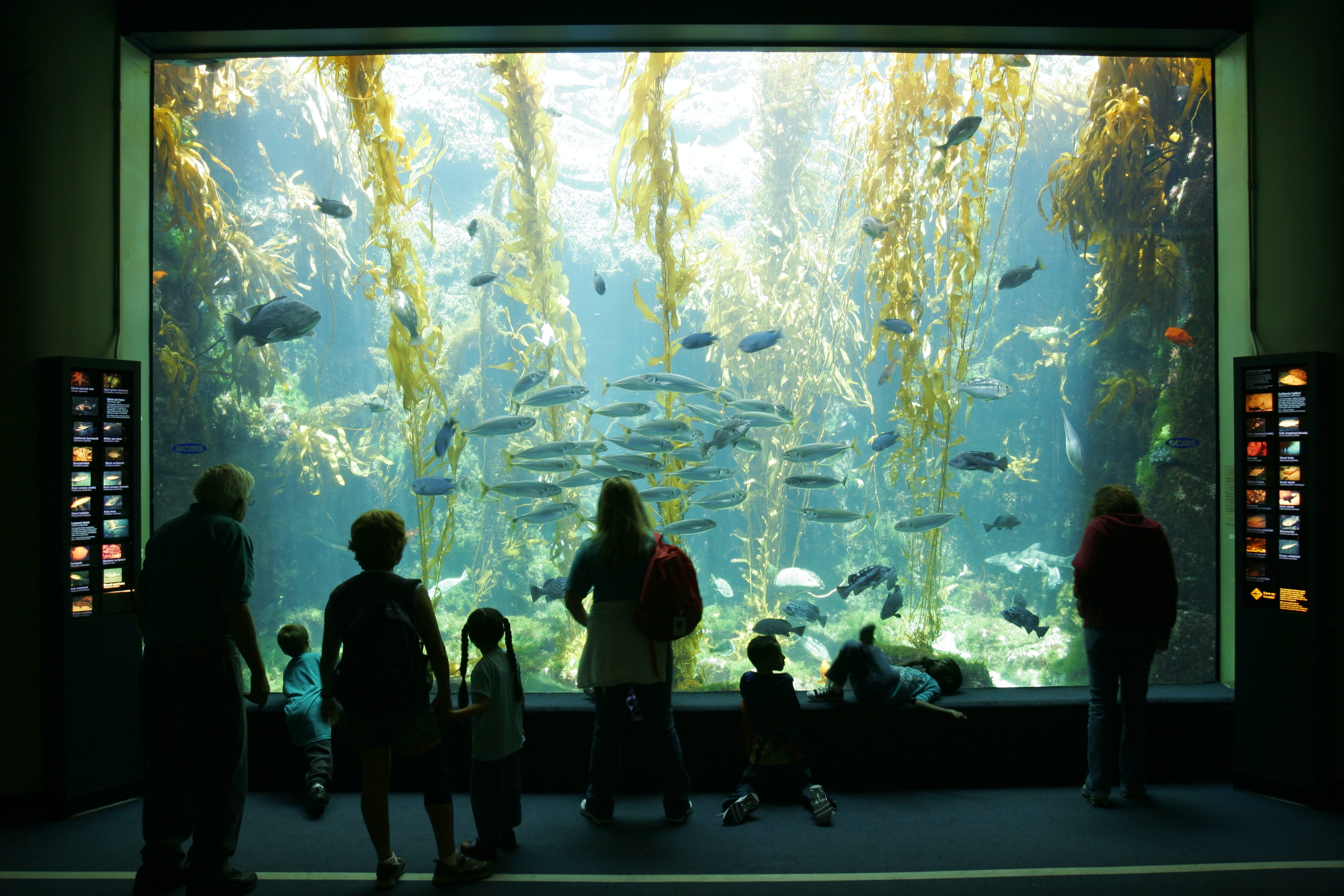 Aquarium Birch à l Institut Scripps