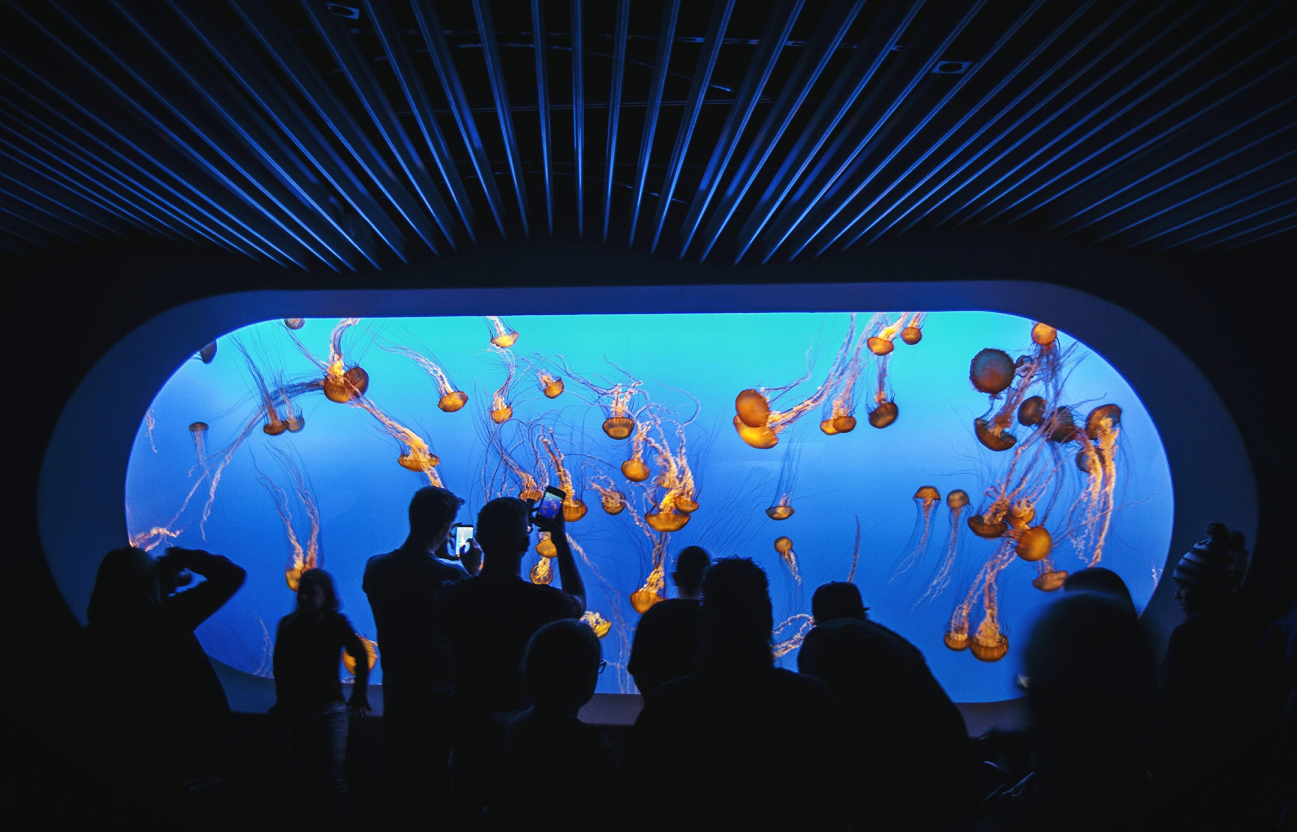 Aquarium de la baie de Monterey