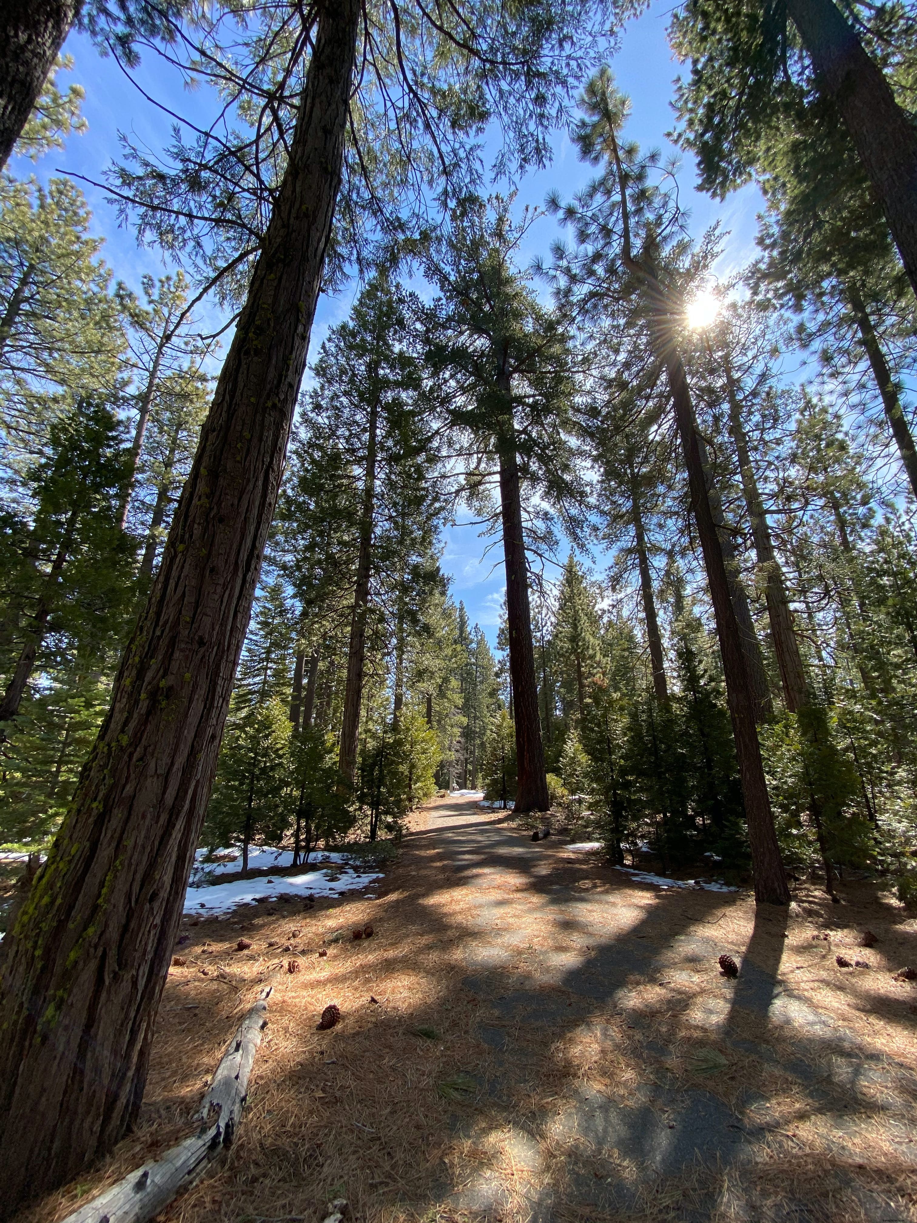 Parc d État Ed Z berg – Sugar Pine Point