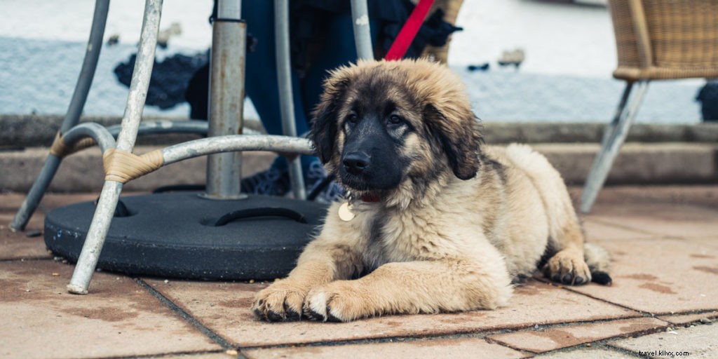 Chiens et terrasses : les 10 meilleures terrasses à profiter avec votre compagnon à quatre pattes