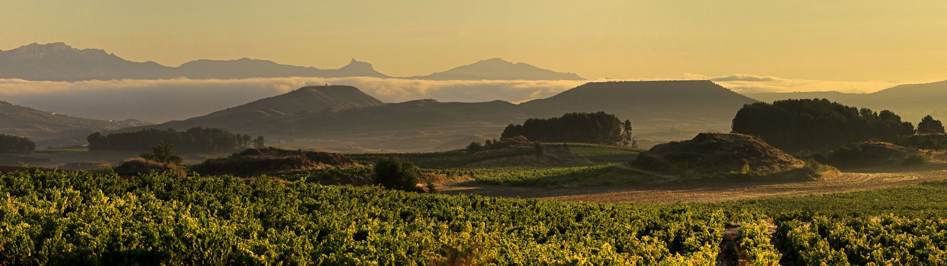 Expériences inoubliables autour du vin à La Rioja