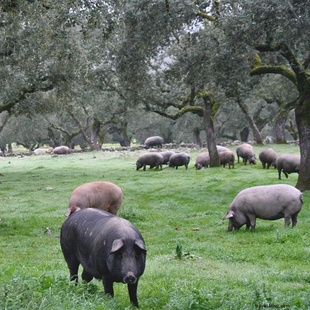 Jambon Ibérique