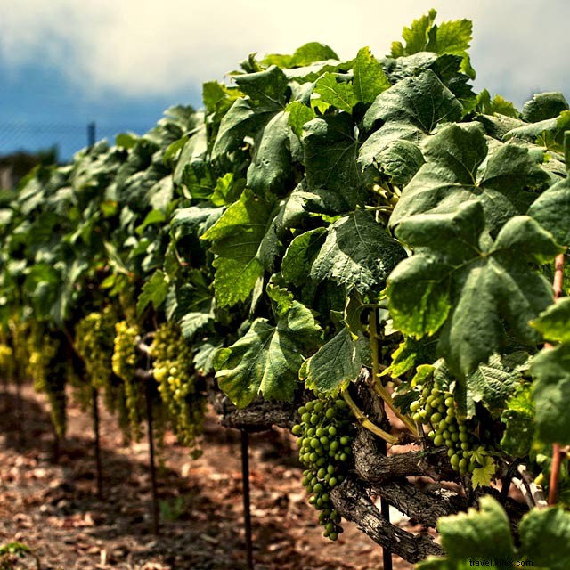 Les vins de Tenerife : le goût qui a conquis Shakespeare