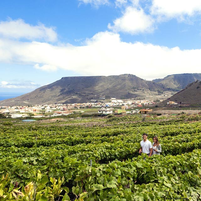 Les vins de Tenerife : le goût qui a conquis Shakespeare
