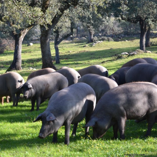 Itinéraire pour savourer le jambon ibérique de Guijuelo