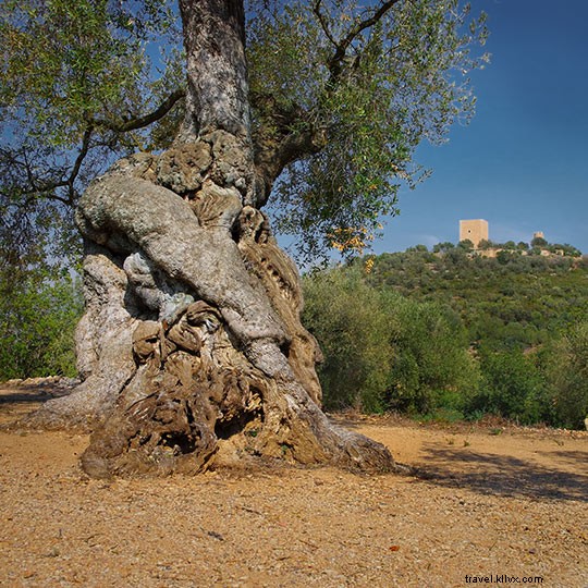 Les meilleurs circuits touristiques autour de l huile d olive