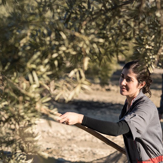 Les meilleurs circuits touristiques autour de l huile d olive