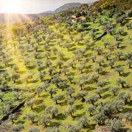 Les meilleurs circuits touristiques autour de l huile d olive