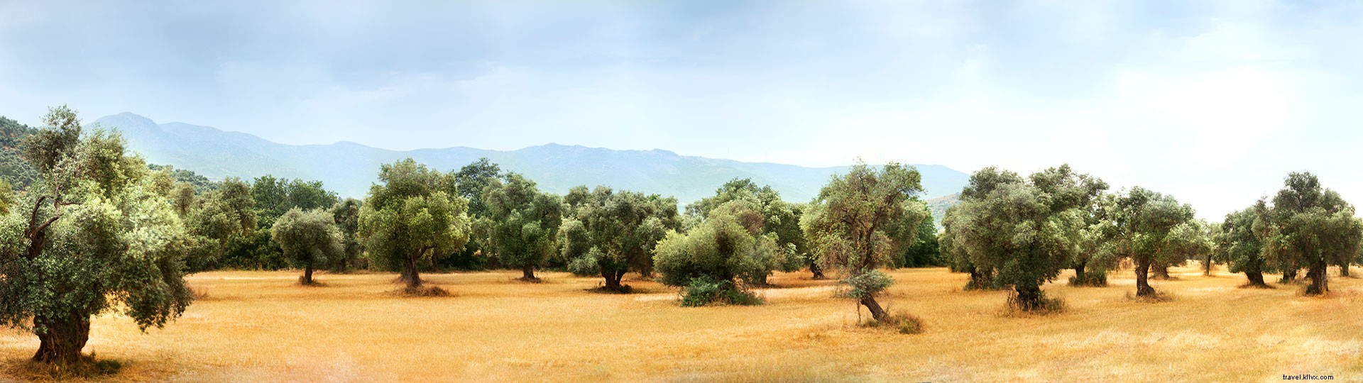 Les meilleurs circuits touristiques autour de l huile d olive