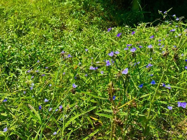 Gardons la Louisiane belle, tous ensemble !