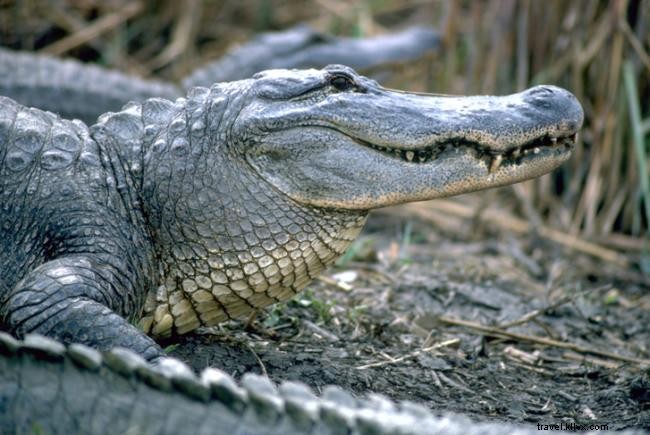 Top 10 des questions sur le Sentier Nature Créole