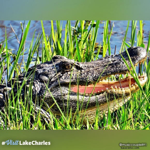 Photo du mois #VisitLakeCharles – Alligator américain