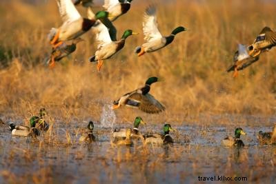 Traditions hivernales de la chasse au canard dans le sud‑ouest de la Louisiane
