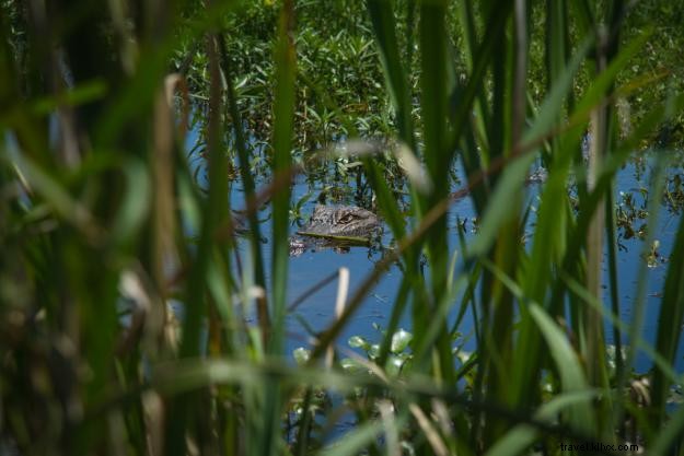 Excursions d une journée autour de Lake Charles : découvrez votre propre arrière‑cour
