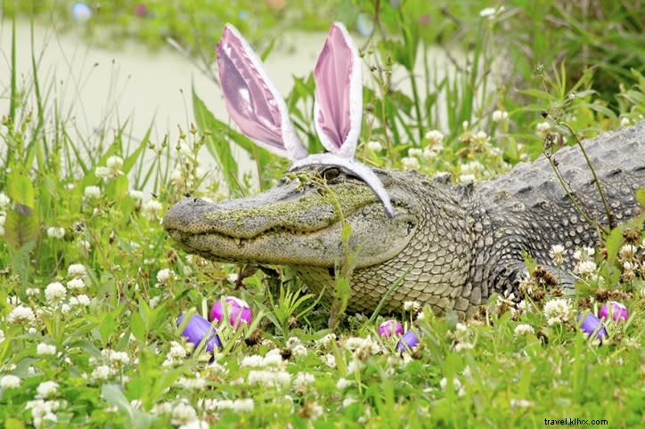 Paqueing : une tradition de Pâques riche en œufs dans le pays cajun
