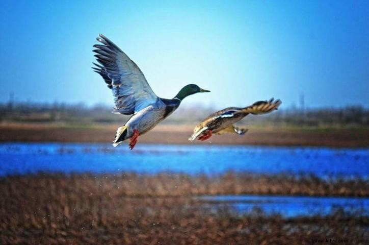 Avancer #VisitLakeCharles : Photo du mois