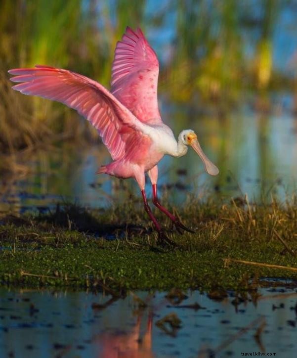 L’inattendu : Photo du mois #VisitLakeCharles