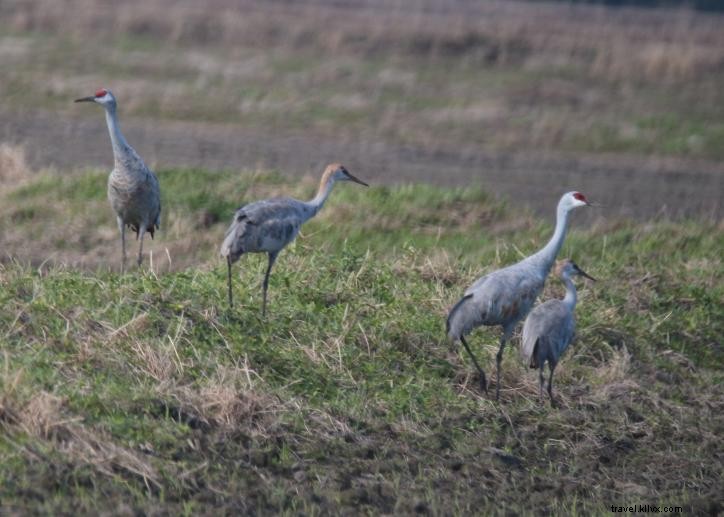 Vers le sud : observation des oiseaux à Lake Charles