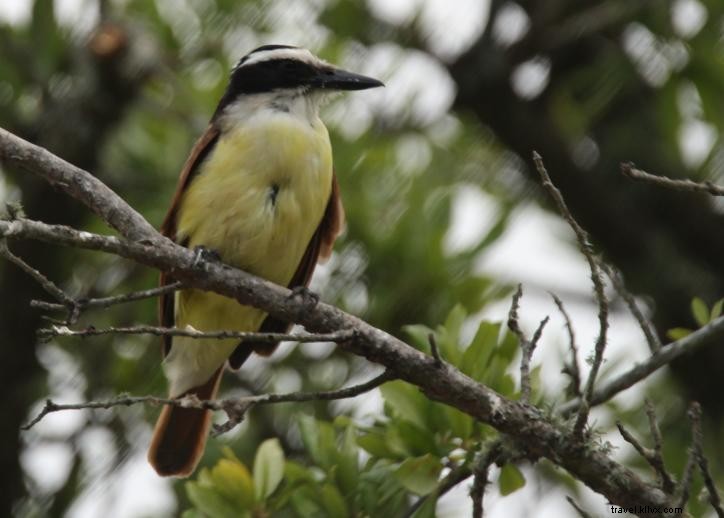 Vers le sud : observation des oiseaux à Lake Charles