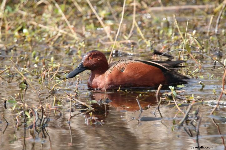 Vers le sud : observation des oiseaux à Lake Charles