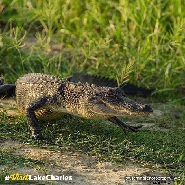 Contes du marais : Photo du mois #VisitLakeCharles