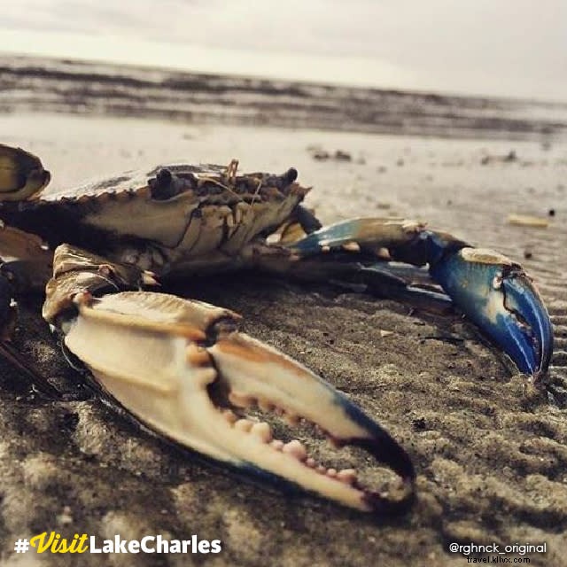 La nature vous appelle : Photo du mois #VisitLakeCharles