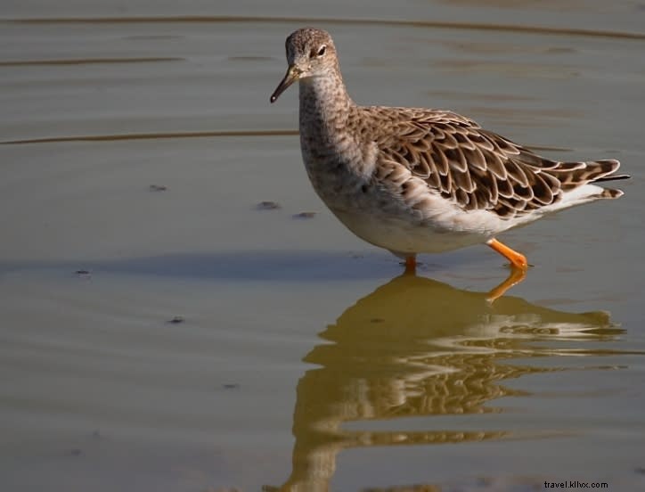 Sites incontournables pour observer les oiseaux au printemps (partie 2)