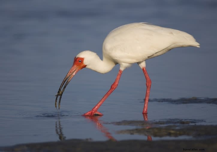 Sites incontournables pour observer les oiseaux au printemps (partie 2)