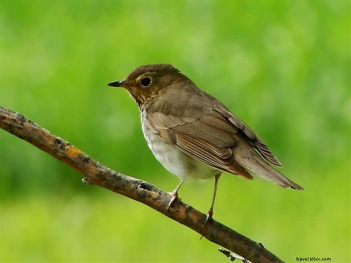Sites incontournables pour observer les oiseaux au printemps (partie 2)