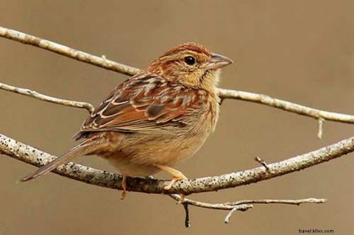 Sites incontournables pour observer les oiseaux au printemps (partie 2)