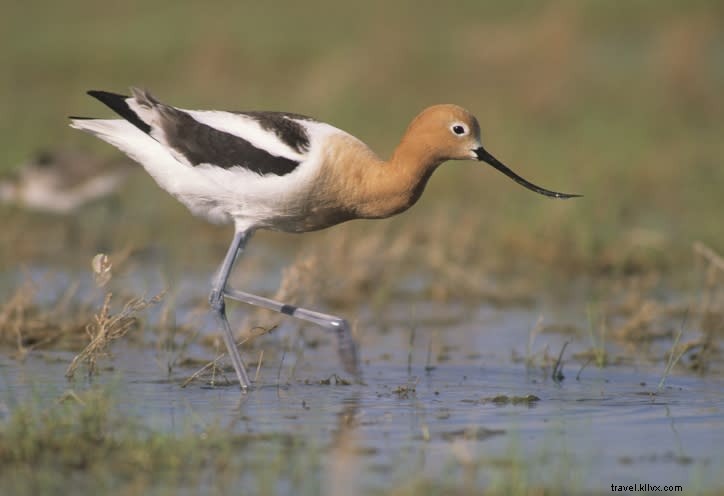Sites incontournables pour observer les oiseaux au printemps (partie 2)