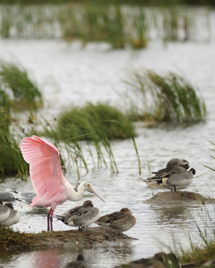 Sites incontournables pour observer les oiseaux au printemps (partie 2)