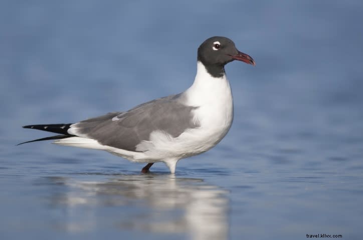 Sites incontournables pour observer les oiseaux au printemps (partie 2)