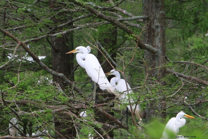Observation des oiseaux au printemps dans le sud‑ouest de la Louisiane – Partie 1